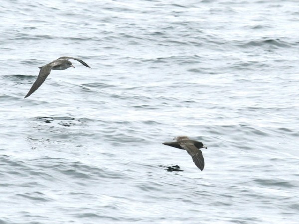 Pink-footed and Flesh-footed Shearwaters